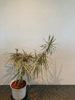 Zimmerpflanze Dracaena weisslicher Topf