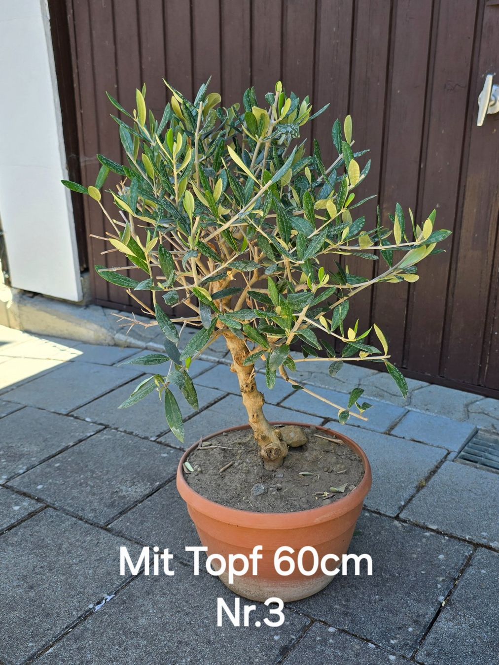 Plantes & graines: Olivenbaum Nr.3 – D'occasion à Aarburg par popkorn65