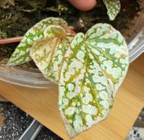 Begonia Snow Capped Variegata