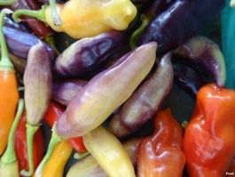 Piment aji Violet ( RARE PIMENT ) 10g