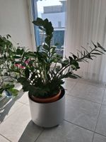 Zimmerpflanze