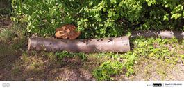 Stammholz Vogelbeere Laenge ca 1.5m Durchmesser ca 25cm