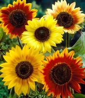 Ab 5.- fr 5 SAMEN GRAINES SEMI Sonnenblume HERBSTSCHÖNHEIT‪