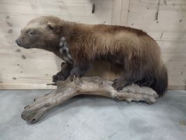 Vielfrass/Wolverine Präparat, seltene Gelegenheit für Sammle