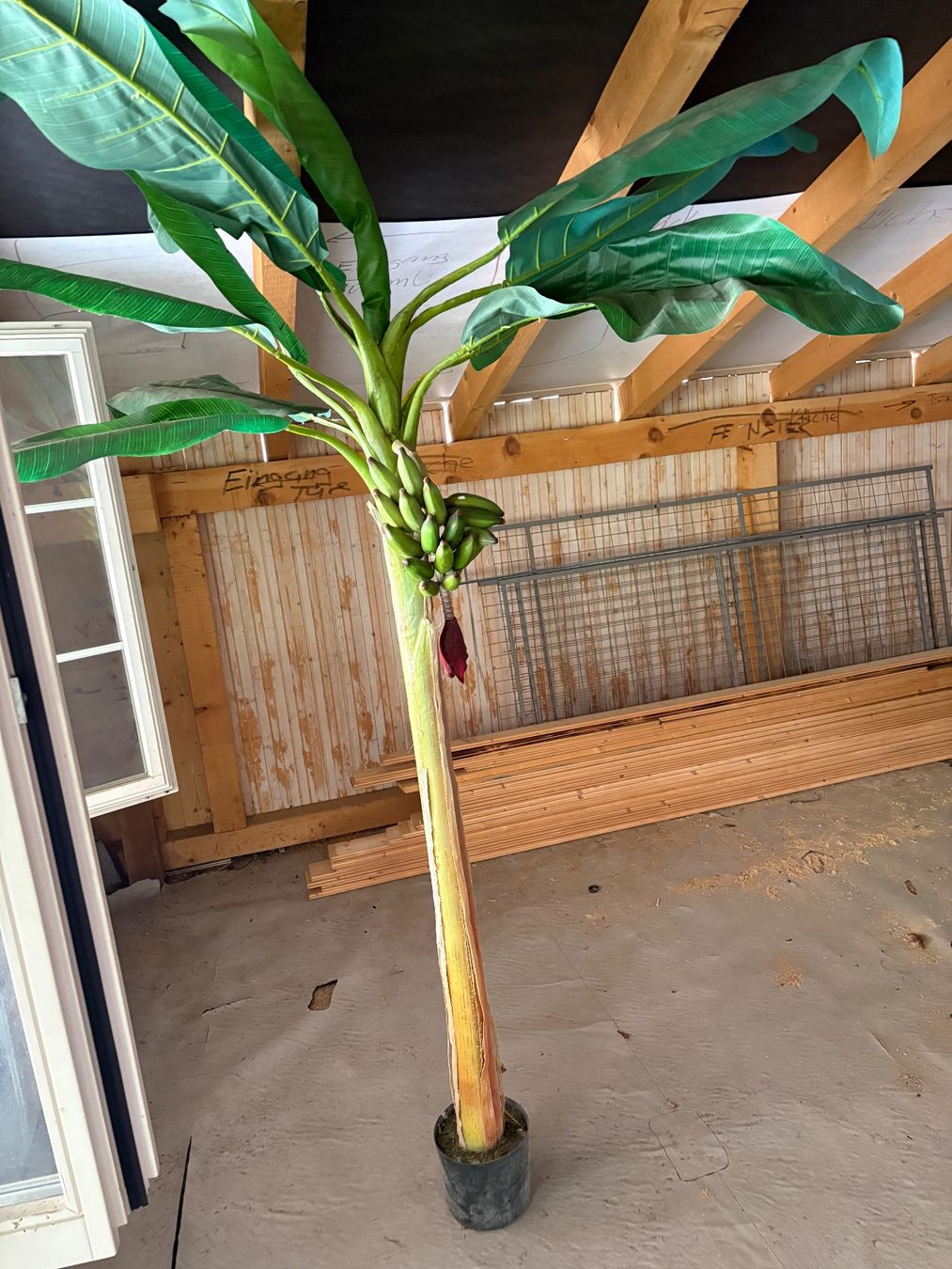 Piante & sementi: Palme – Usato da liestal venduto da Palacomorelo
