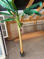 Palme
