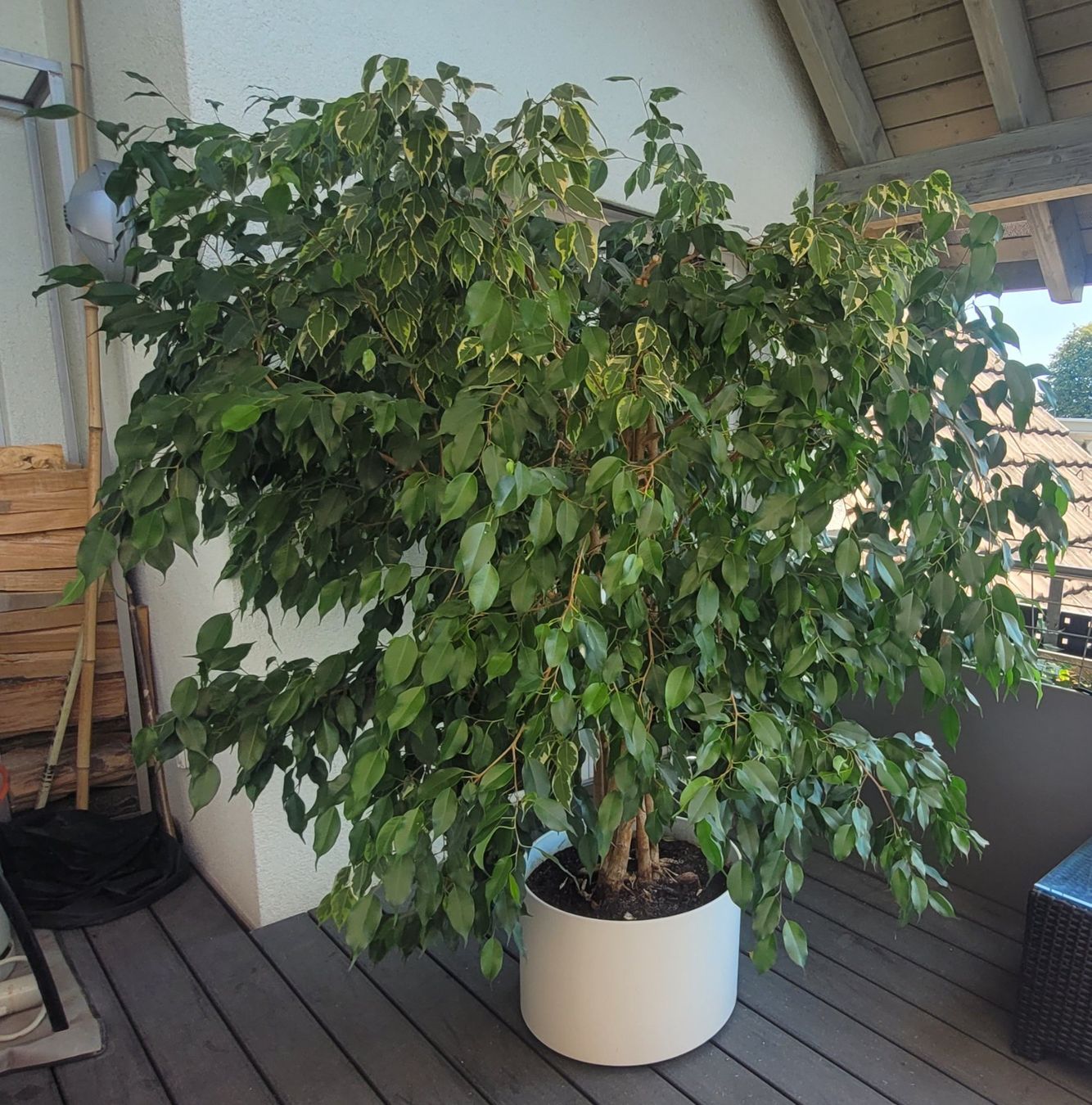 Grosser Ficus Benjamina Zimmerpflanze mit Topf, Hhe 200 cm (Gebraucht) in  Weinfelden fr CHF 180  nur Abholung auf Ricardo kaufen