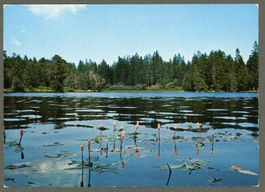 AK color Etang de la Gruère JU Saignelégier,Cerlatez ≈1975 
