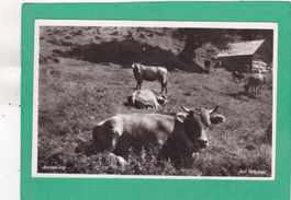 Sennisalp ob Wallensee Auf Grüeben  Kühe 1953