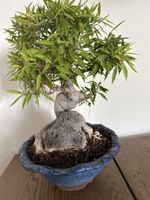 Ficus Nerifolia small leaf Ficus