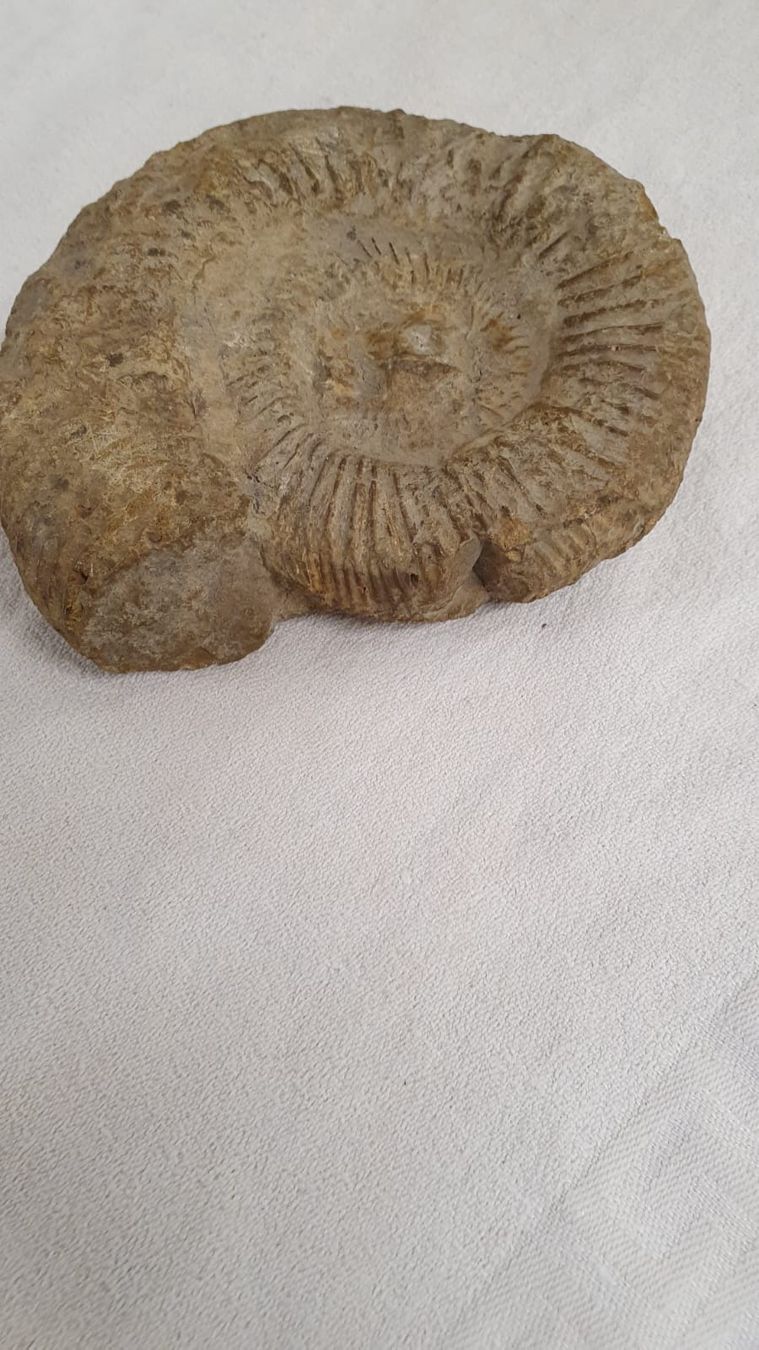 Fossilien: AMONIT – Gebraucht aus Dietikon von brocki-eyra 1