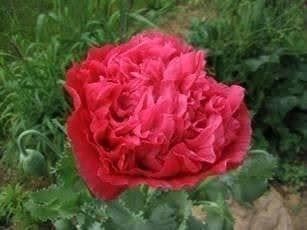 Piante & sementi: Papaver S. Paeoniflorum 100g – Nuovo (secondo la descrizione) da Bremblens venduto da FIBONACCI369 1