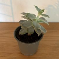 Echeveria