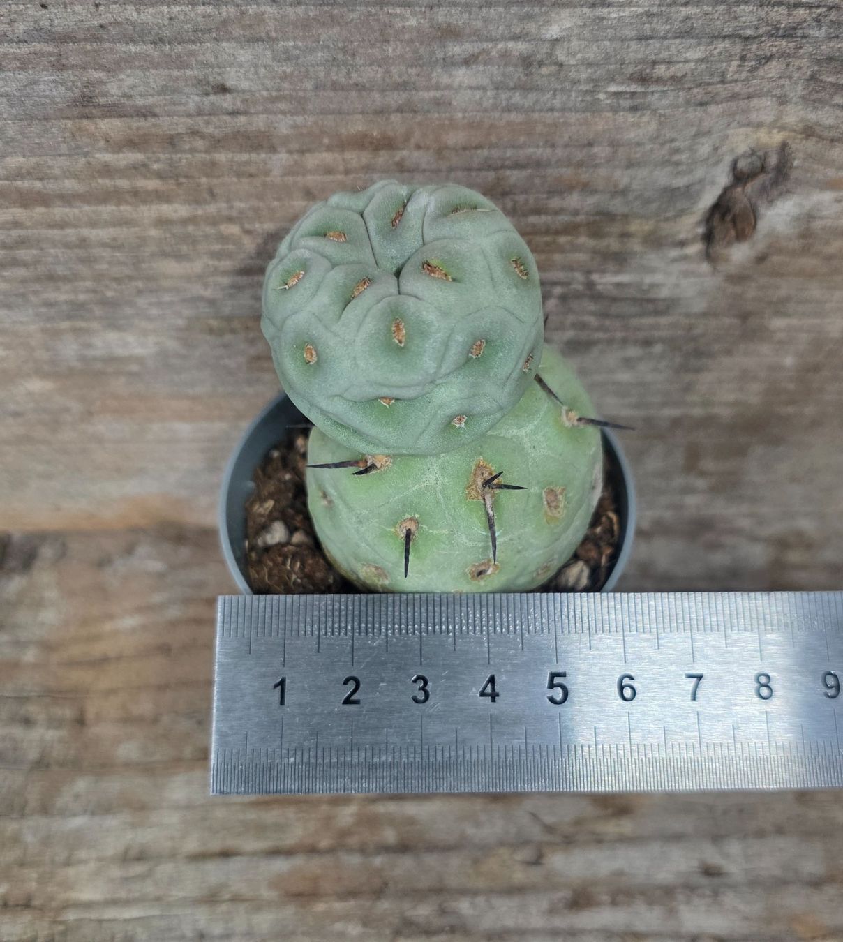 Piante & sementi: Tephrocactus Geometricus – Nuovo (secondo la descrizione) da St.Erhard venduto da Plumilandschweiz 5