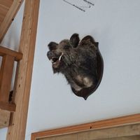 Präparat Widsau Keiler