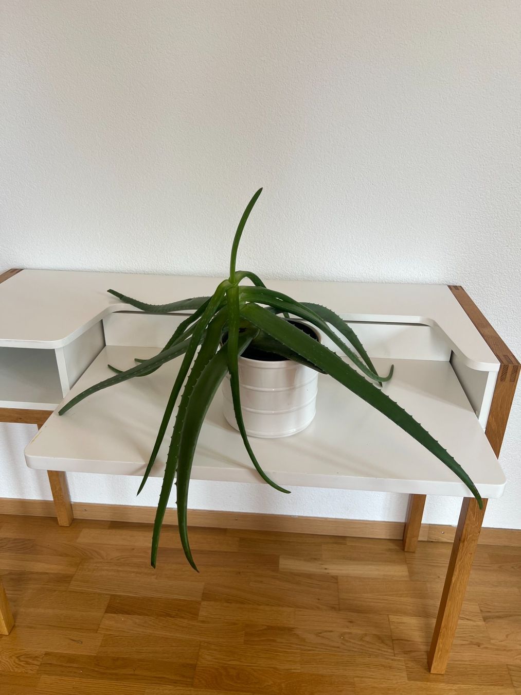 Plantes & graines: 4 Zimmerpflanzen – D'occasion à Ostermundigen par man_7dlv 3