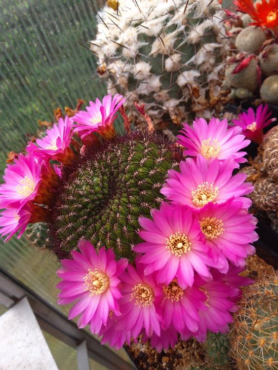 Kaktus: Sulcorebutia mentosa (Gebraucht) in Basel für CHF 19 – mit ...