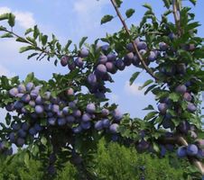 Ab 5.-  fr! 5 Samen "Prunus domestica" ‘Stanley’ zum Keimen
