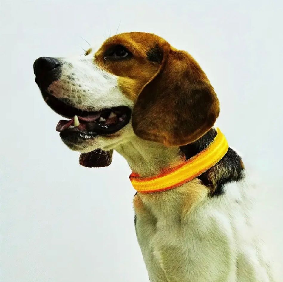 LED Hundehalsband leuchtend  Sicher bei Nacht  NEU (Neu und  originalverpackt) in Winterthur fr CHF 4.9  mit Lieferung auf Ricardo  kaufen