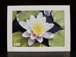 MIGROS MANIA Nature Detectives Nr. 136