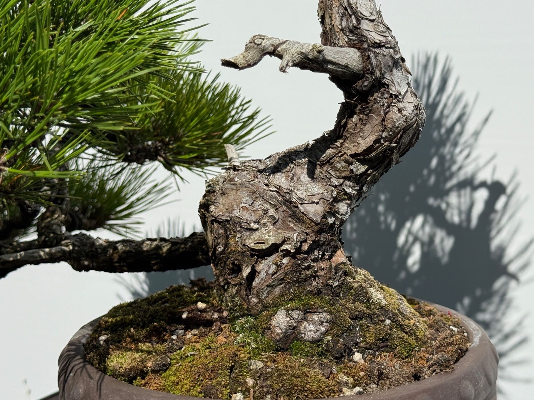 Japanische Schwarzkiefer-Bonsai (Pinus thunbergii) (Gebraucht) in Gordola  fr CHF 2750  mit Lieferung auf Ricardo kaufen