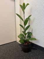 Junge Zimmerpflanze/Hydrokultur H:ca. 60 cm ohne Ubertopf🌱
