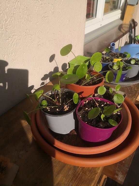 Plantes & graines: Pilea / Ufopflanze Ableger eingetopft – D'occasion à Basel par zimtstern16