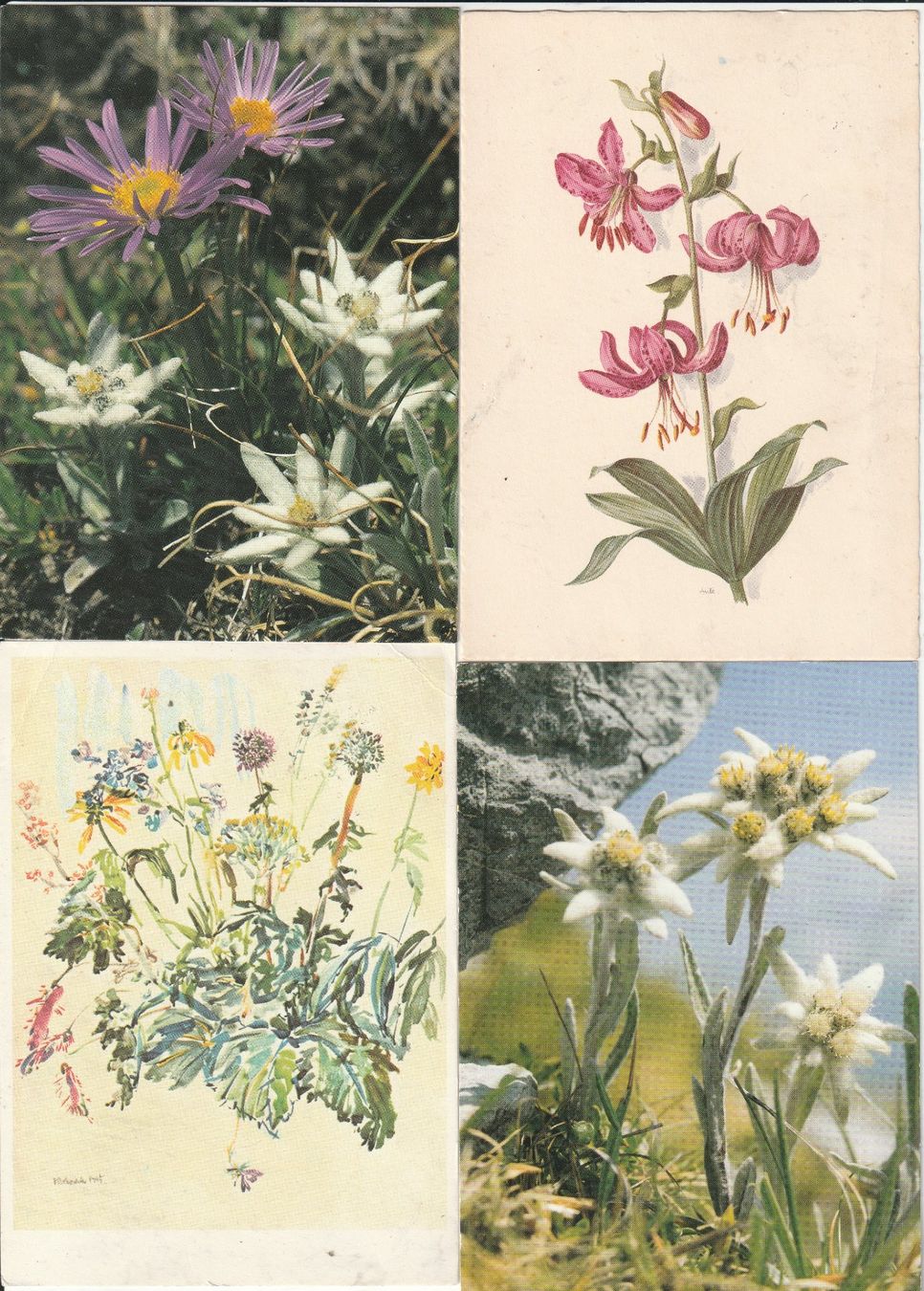 Cartoline postali: 40 Blumenkarten – Usato da Lumbrein venduto da made02 4