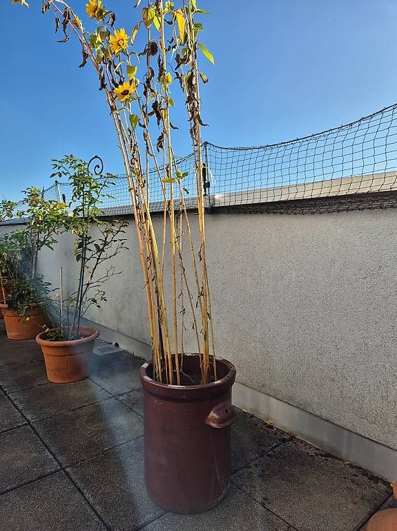 Piante & sementi: Wunderschöner Kübel mit Sonnenblumen – Usato da Allschwil venduto da mat_c7wn