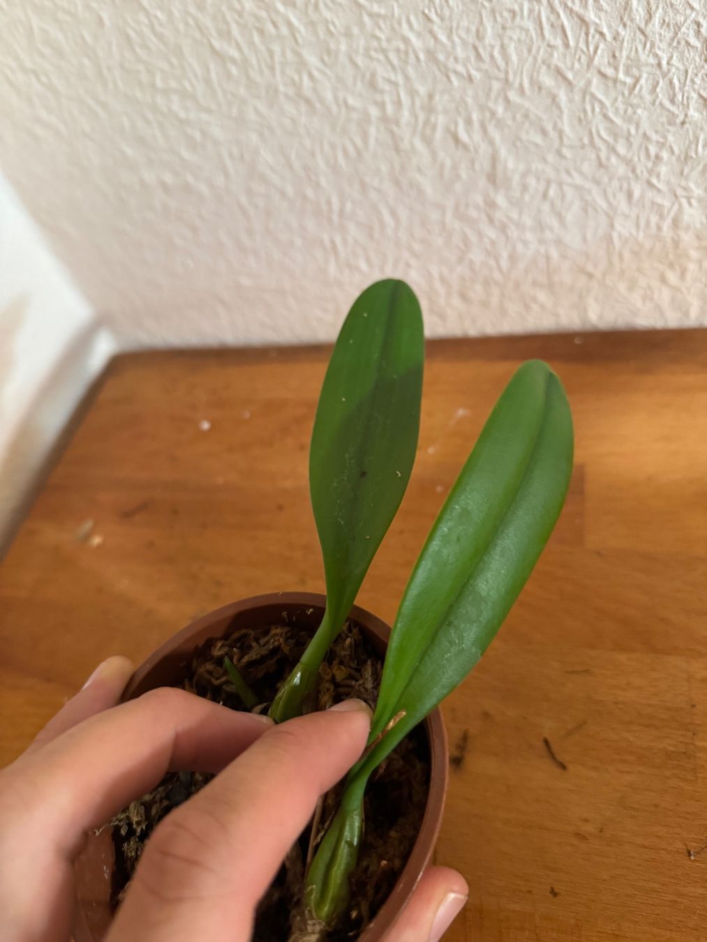 Plantes & graines: Bulbophyllum makoyanum – D'occasion à Männedorf par mrclst 1