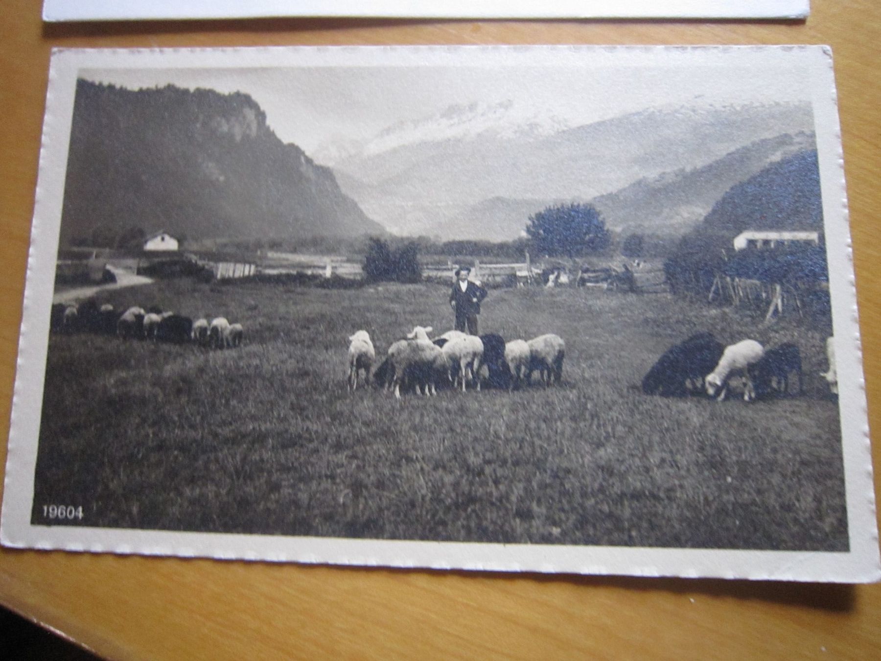 Cartoline postali: No1 schöne antike Postkarten Schaafe – Usato da Gordola venduto da Polentaefung 2
