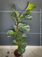 Ficus Lyrata Compacta Bambino - rund 120cm Bäumchen