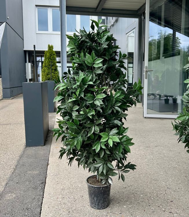 Wetterfeste Kunstpflanzen Uv Bestandig