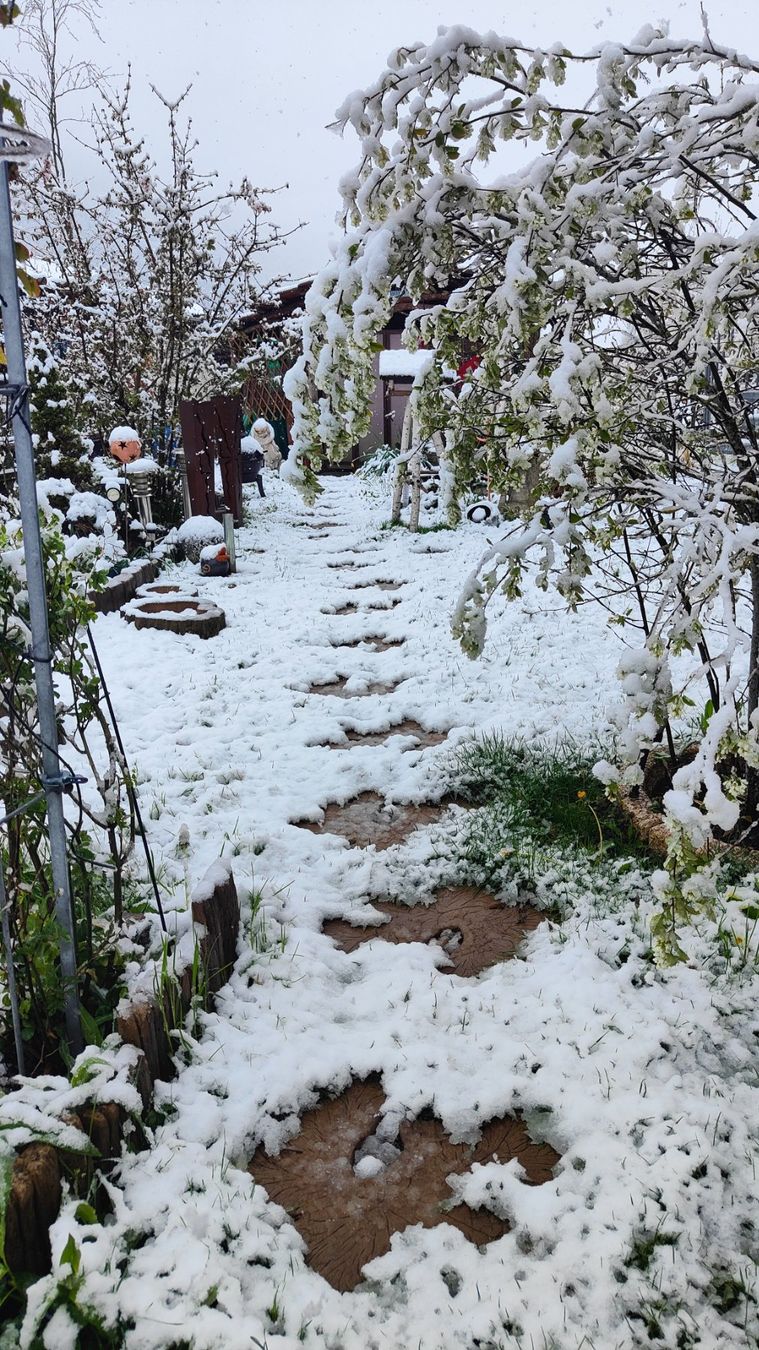 Mineralien & Heilsteine: Beton Trittstein-Wurzel mit Holzstruktur – Neu (gemäss Beschreibung) aus Herbetswil von AHA-Garten 1