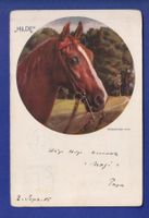 CHEVAL / PFERD - Hilde