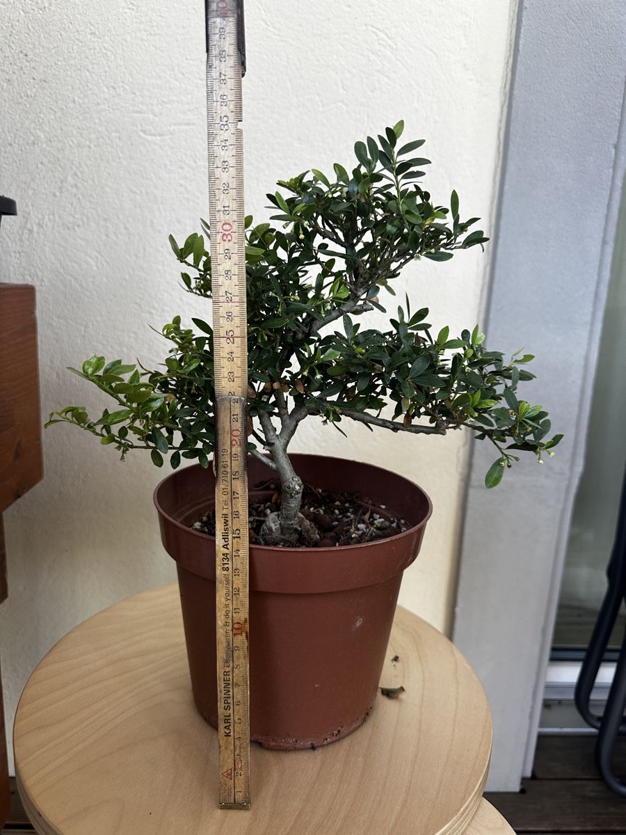 Plantes & graines: 7-jähriger Buchsbaum Bonsai – D'occasion à Wohlen AG par tim2026 1