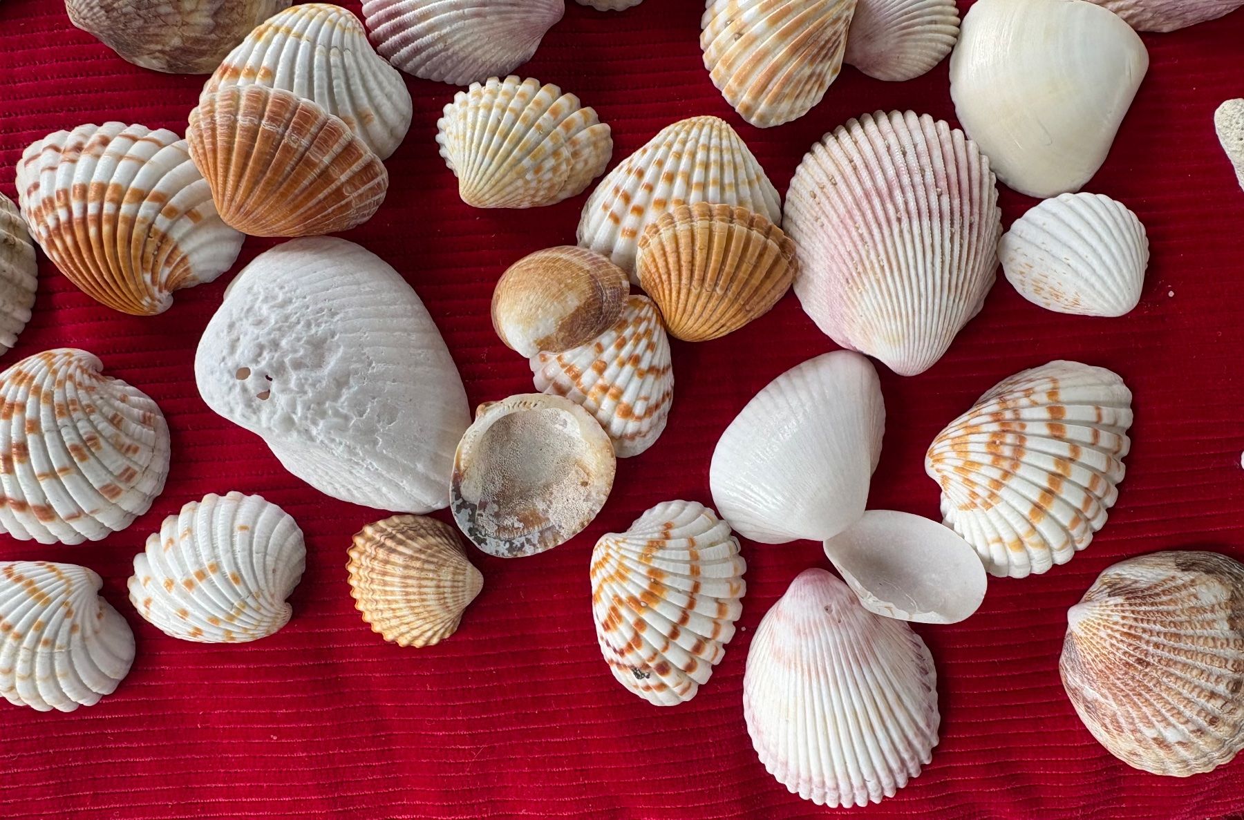 Fossili: Ensemble de divers coquillages et éléments marins, décoratif – Usato da Crans  Montana venduto da proff 6
