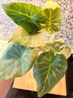 Alocasia Regal Shield