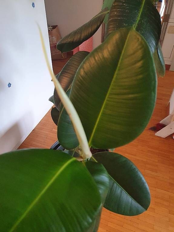 Pflanzen & Samen: Gummibaum (Ficus elastica 160 cm – Gebraucht aus Schliern b.Köniz von Nalsa 1