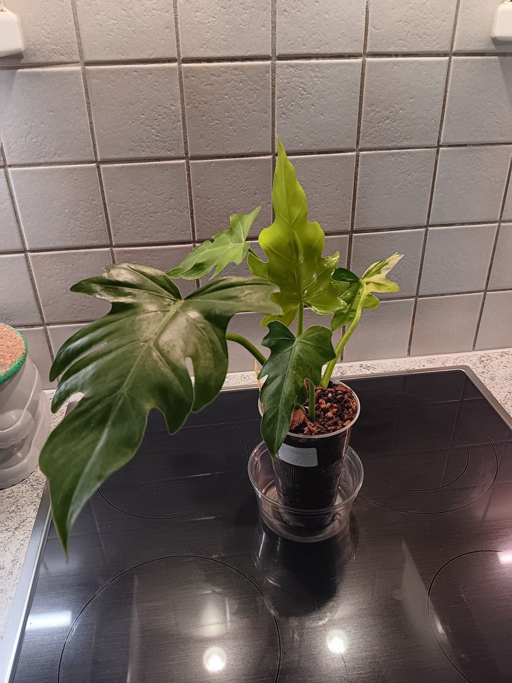 Piante & sementi: Philodendron Radiatum Variegata – Usato da Neerach venduto da Pudelmax 3