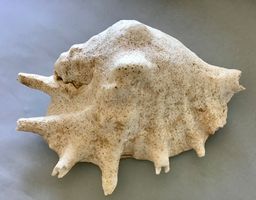 grosse, schwere Meeres-Muschel
