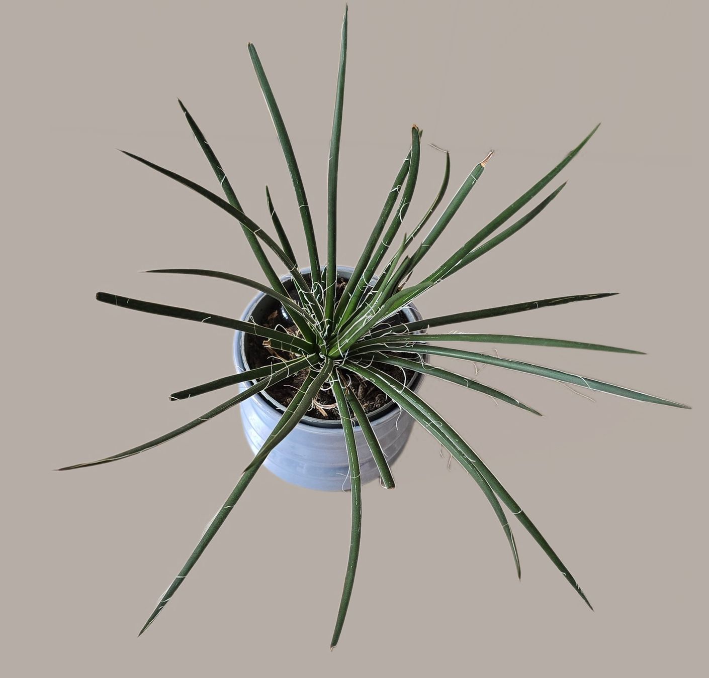 Plantes & graines: Agave geminiflora – Neuf (Voir description) à Aarburg par Glitzerschein 3