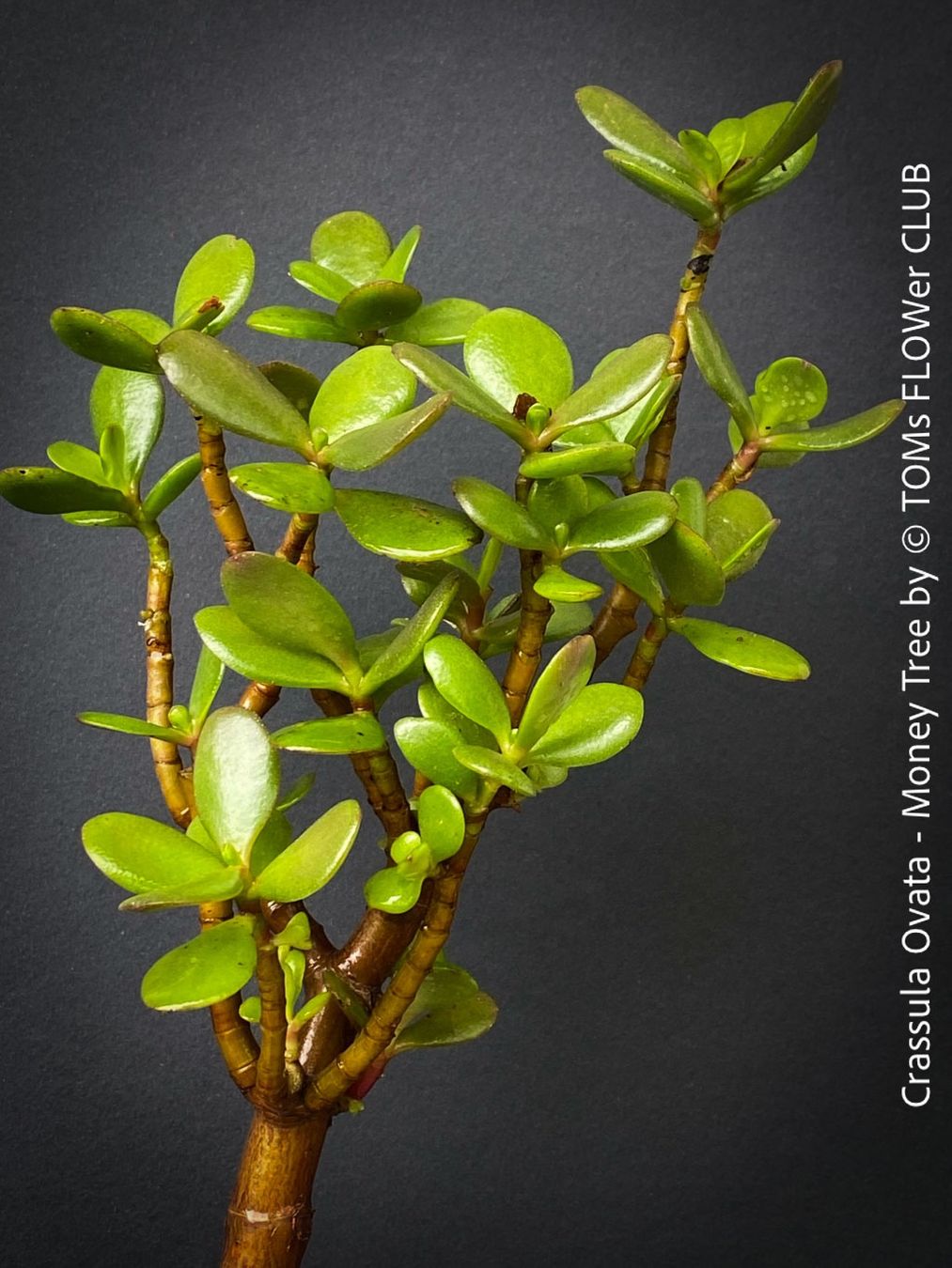 Piante & sementi: Crassula Ovata - Geldbaum rund 50cm - 8J Bäumchen – Nuovo e nell'imballaggio originale da Adliswil venduto da asTOMas963 4
