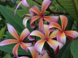 Plumeria / Frangipani Steckling Shooting Star