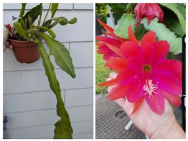 Epiphyllum Blattkaktus  mehrfarbig Jungpflanze