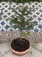 Bonsai Weisstanne auf Stein in Plastikschale