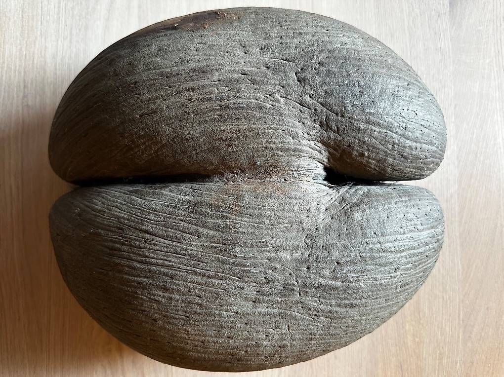 Alle Dekorationen: COCO DE MER – Gebraucht aus Aathal-Seegräben von rom_cg7q 3