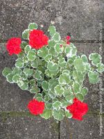 Pelargonium Zonale Hybrid Wilhelm Langguth als STECKLING