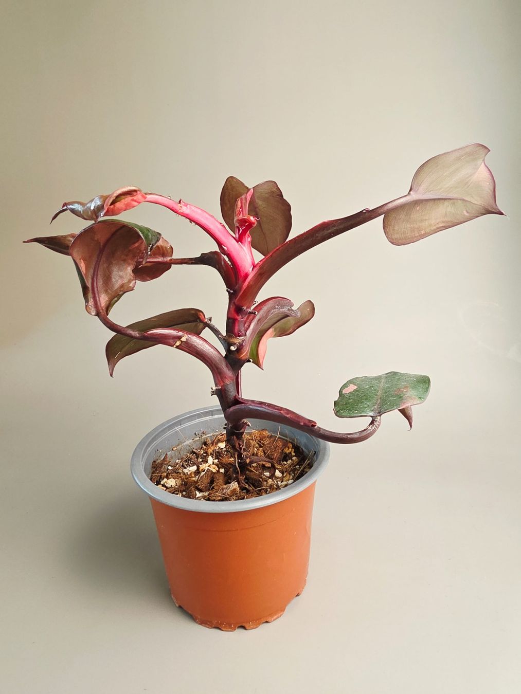 Piante & sementi: Philodendron Pink Princess – Nuovo (secondo la descrizione) da Gerolfingen venduto da Azora 2