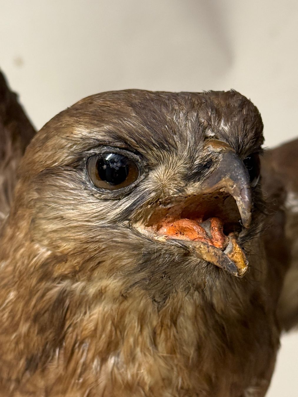 Il mondo degli animali: Vogelpräparat BUSSARD – Usato da Bern venduto da felberunderground 6